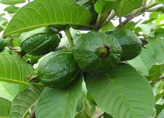 Bài thuốc trị rụng tóc, mọc tóc hiệu quả từ lá Ổi 1