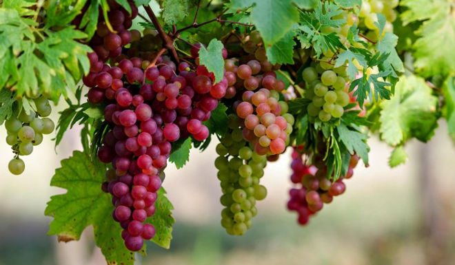 Tác dụng chữa bệnh của quả Nho có thể bạn chưa biết 11