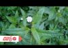 Vị thuốc tuyệt vời từ cây cỏ mực (cây nhọ nồi)